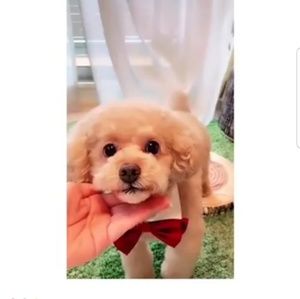 Meet your Posher, Alekhya